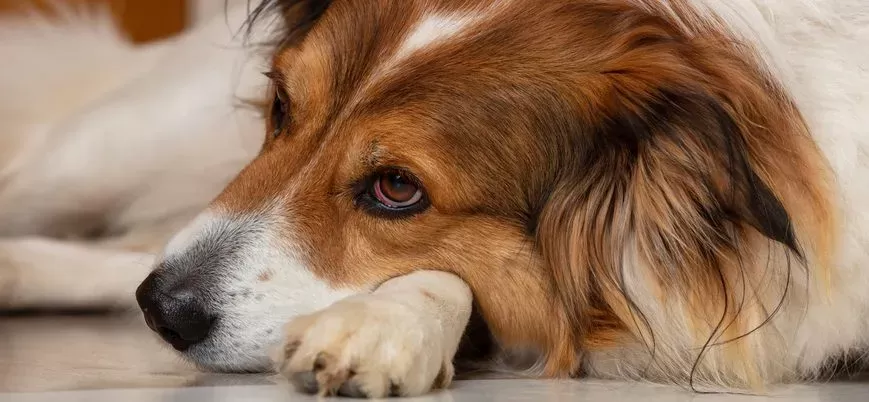 Dogs Head Hot to the Touch? Possible Causes and Actions