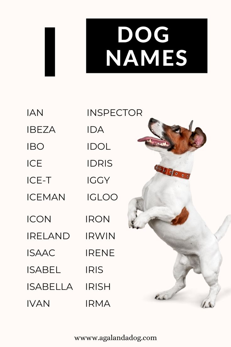 Cute Dog Names With The Letter I, find the best one.