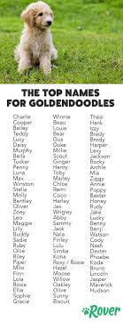 Top Female Dog Names for Goldendoodles: Popular & Unique Ideas