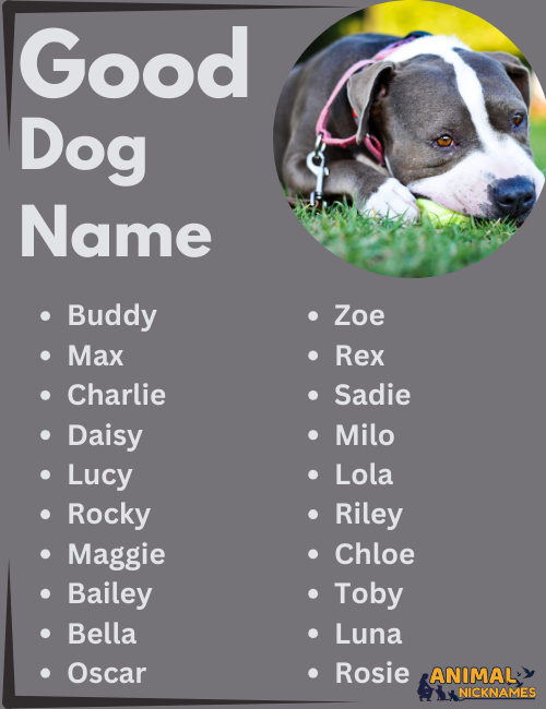 Bird Names for Dogs: Cute, Strong & Unique Ideas (Matching Name to Personality)