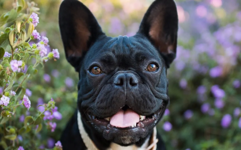 Frenchie Dog Girl Names: Cute & Popular Picks for Your Pup!