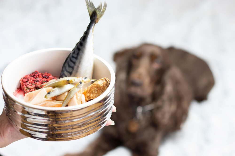 Dog Advisor Tender White Fish Dry Dog Food: Is It Right for Your Pup?