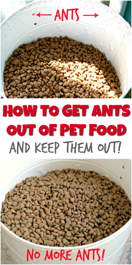 Keep Ants Out of Dog Food: Best Storage Tips & Prevention Hacks