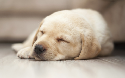 Is Your Dog Howl in His Sleep? Find Out the Reasons Why Right Now!