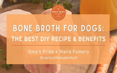 Fish Broth for Dogs: Easy Recipe & Health Benefits