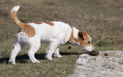 Why Is My Dogs Poop Cold? Find Out If Its a Problem!