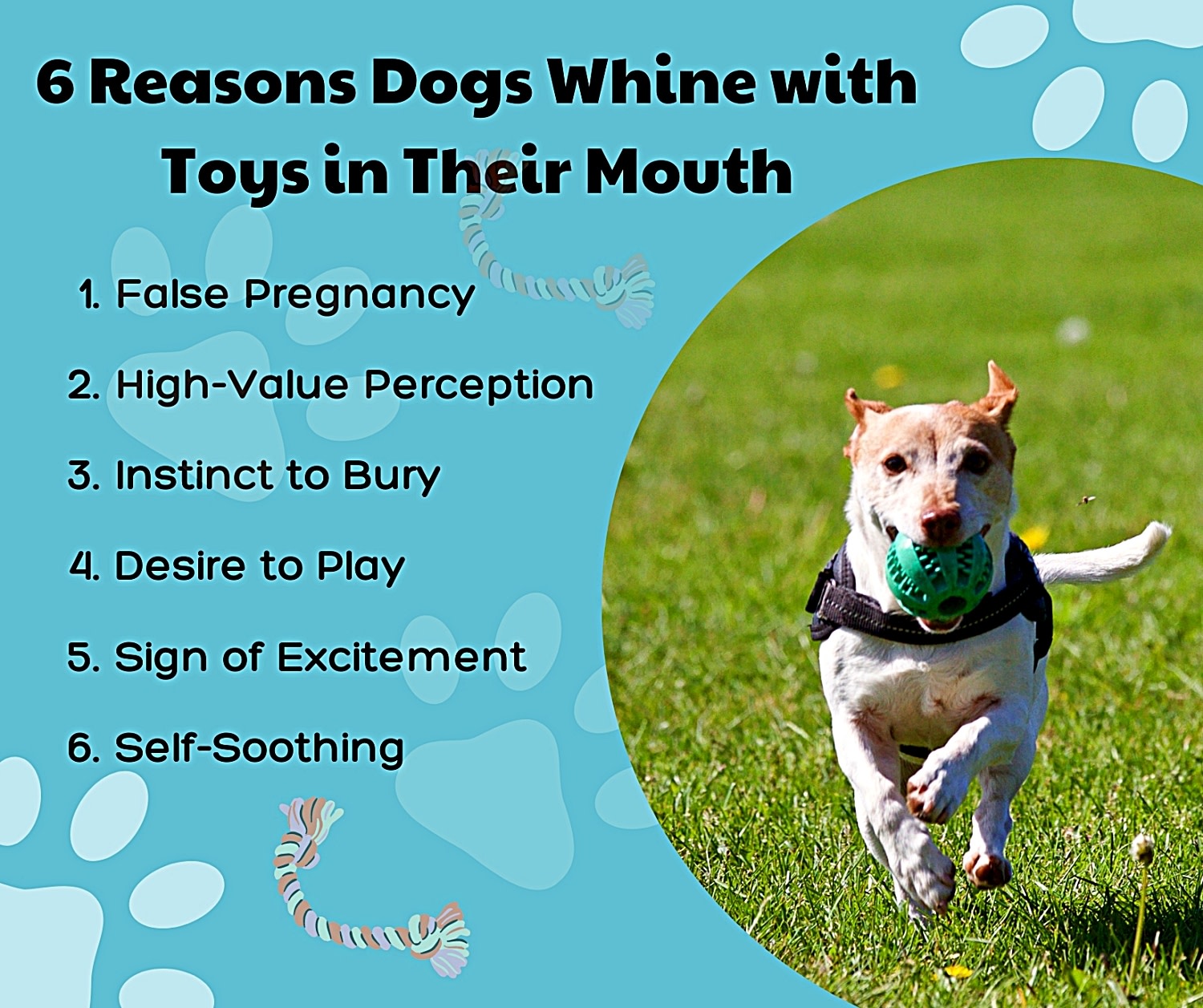 Help! Dog Whines When Holding Toy, What does that mean?