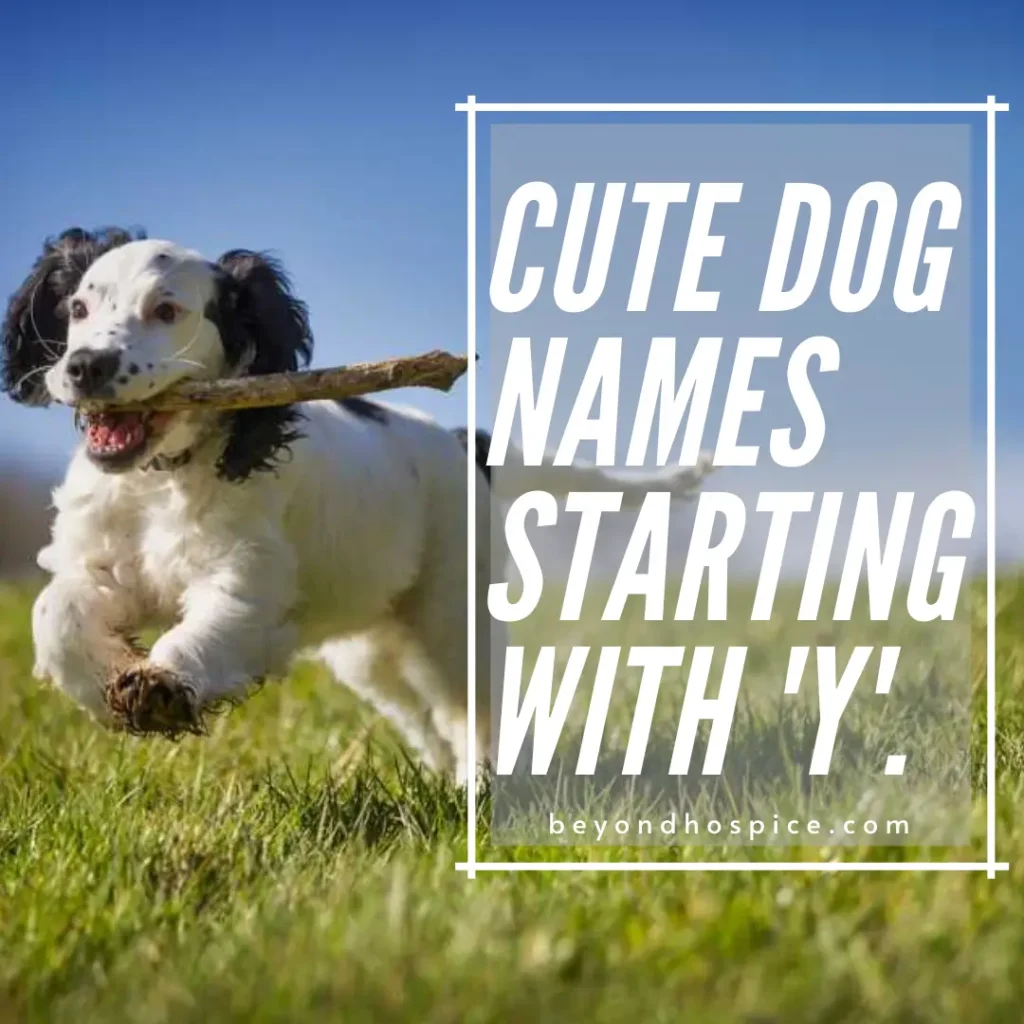 Dog Names That Start With Y: Top Picks for Your Puppy