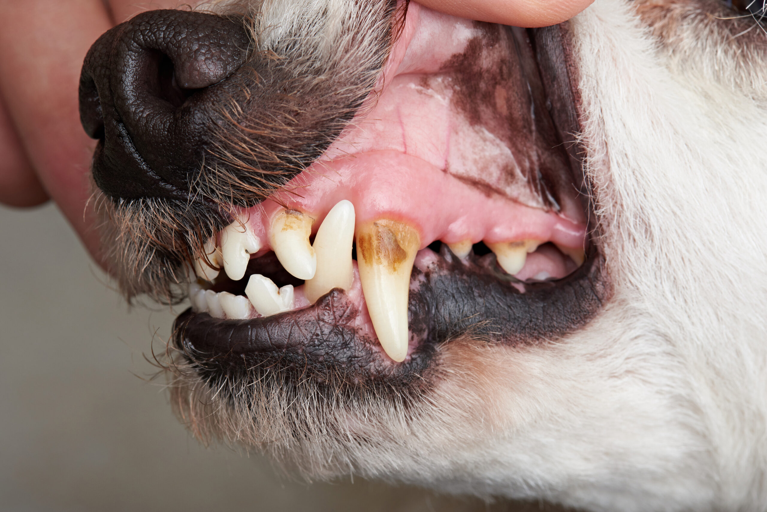 My Dogs Teeth Are Brown: What Causes It & How to Fix It!