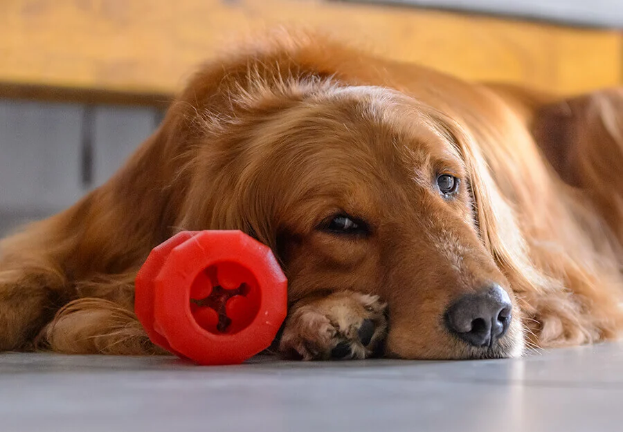 Dog Not Interested in Toys? Best Ways to Entertain Your Dog.