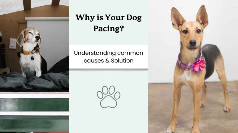 Old dog pacing? Learn why does my old dog pace so much