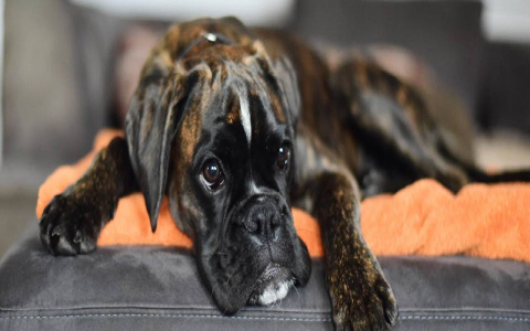 Best Brindle Dog Names: Find the Perfect Fit (Male & Female)