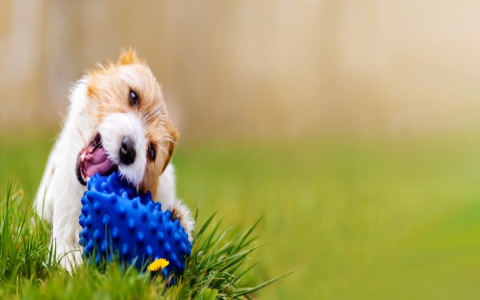 Treat Dispensing Dog Toys for Aggressive Chewers: Top Picks