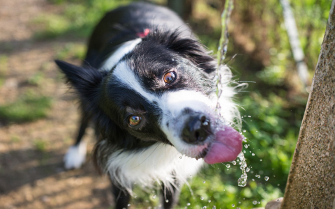 My Old Dogs Drinking So Much Water What Should I Do?