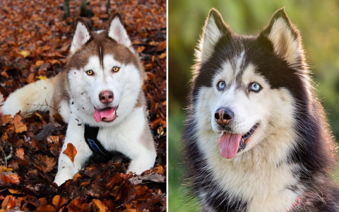 Italian Dog Name: Find the Perfect, Unique name for boy and girl dogs.