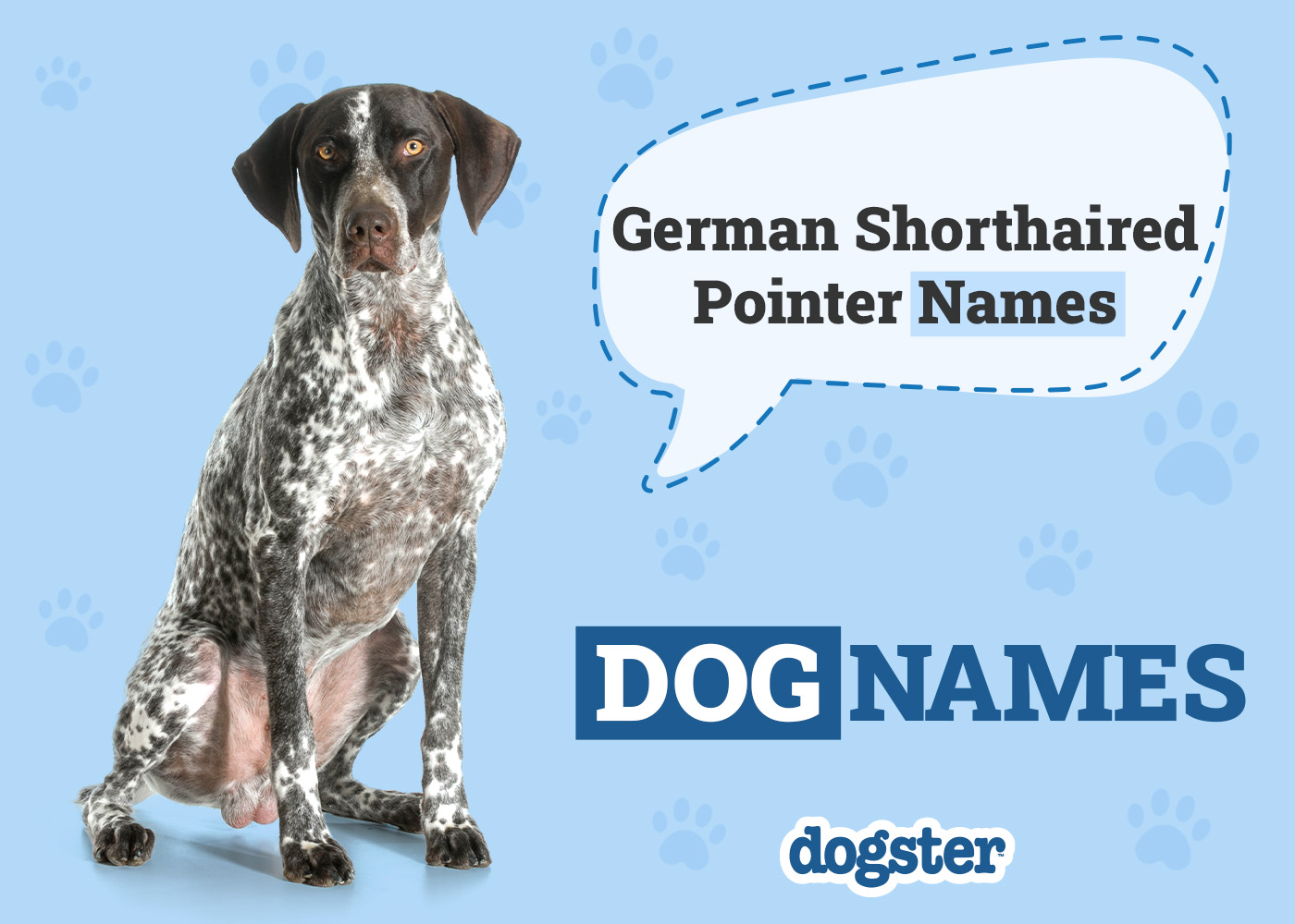 Pointer Dog Names: Cool Ideas & Top Picks for Your Pup!