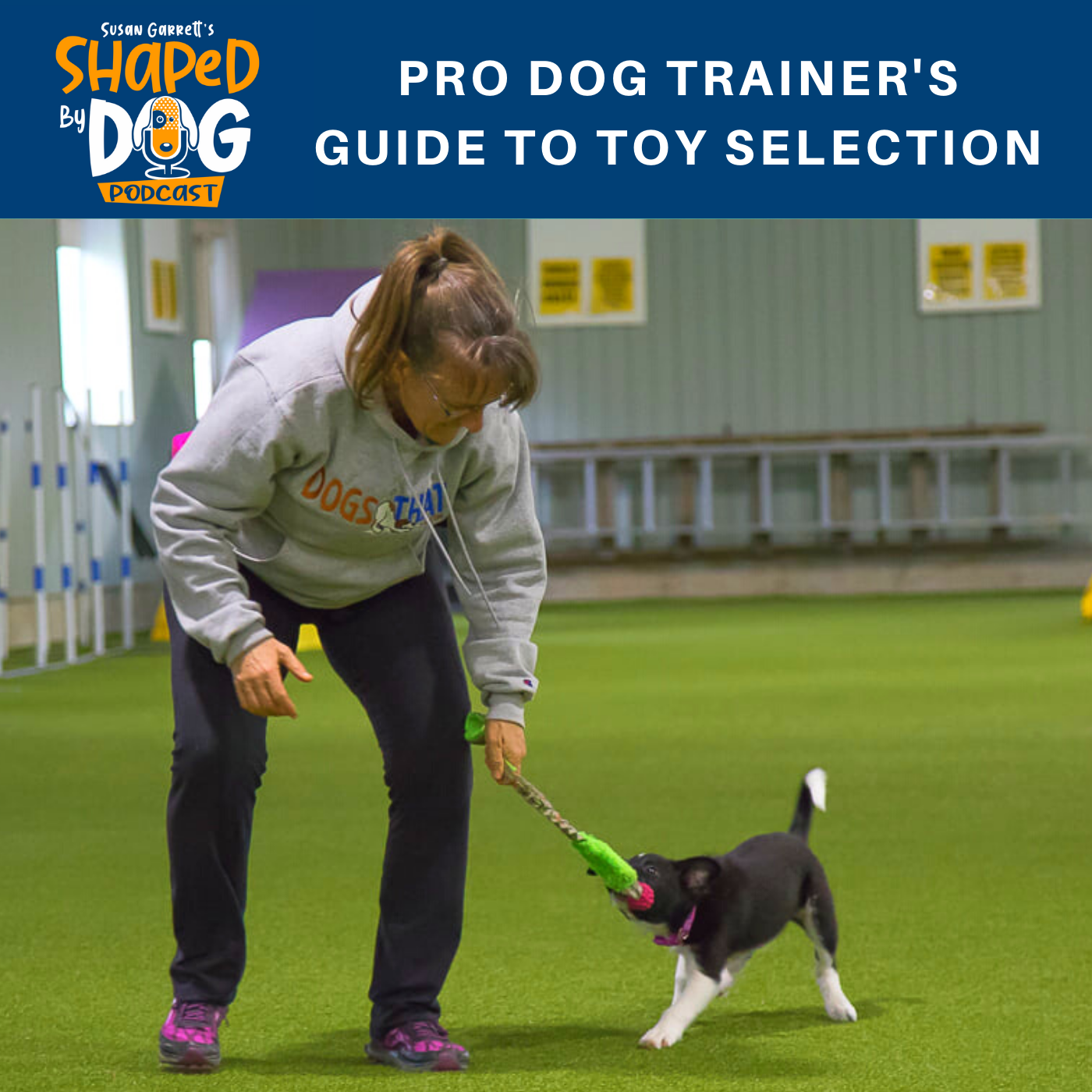 Unlock Pro Training: Essential Dog Training Toys Revealed