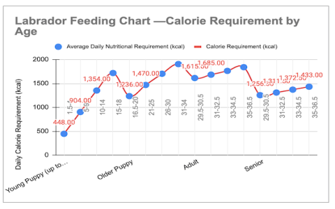 How Much Should a Lab Puppy Eat? Simple Feeding Chart & Tips