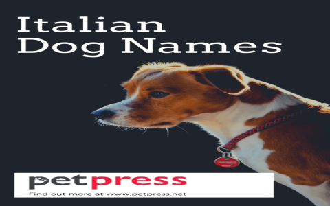 Top Female Italian Dog Names: Get Inspired with These Beautiful Ideas!