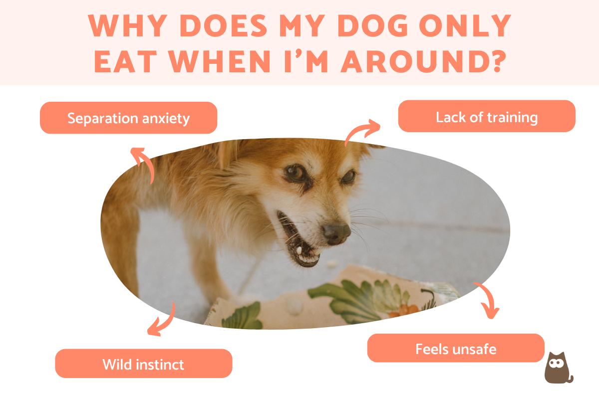 Why Does My Dog Only Eat at Night? Common Reasons Explained!