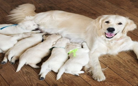 Finding the Perfect Heat Pad for Puppies: Simple Guide.