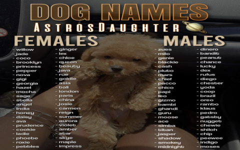 Cool Names for a Stuffed Dog: Boy, Girl, and Unique Options.