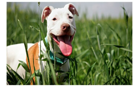 Looking for Cool Dog Names Male Pitbulls? Check This Out!