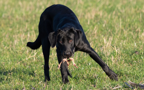 Why does my dog lay down to eat food? Find out the possible reasons!