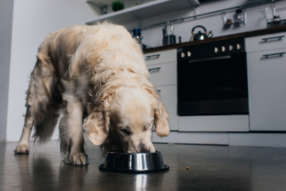 Why Does My Dog Only Eat at Night? Common Reasons Explained!