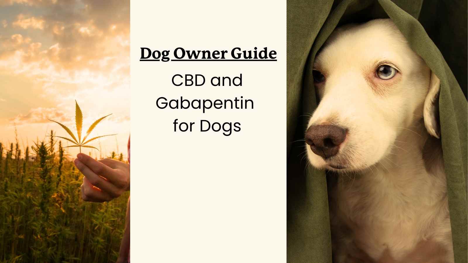 Is Gabapentin and CBD Oil Safe for Dogs? Combining for Pain Relief.