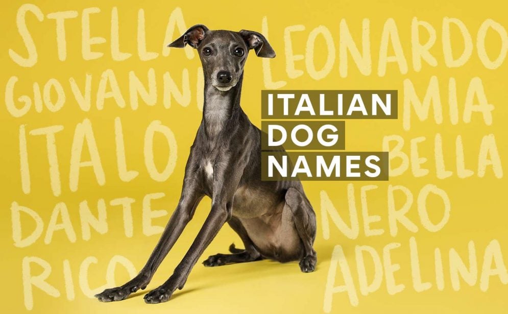 Best Unique Italian Dog Names Male - Top Picks 2024!