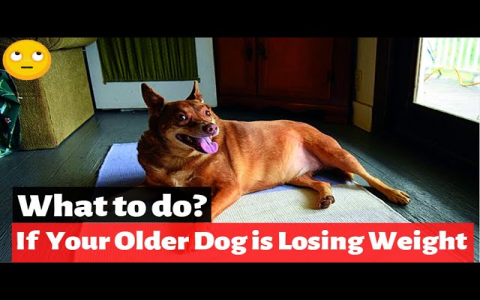 Is Your Senior Dog Losing Weight? Find Out Why Here!