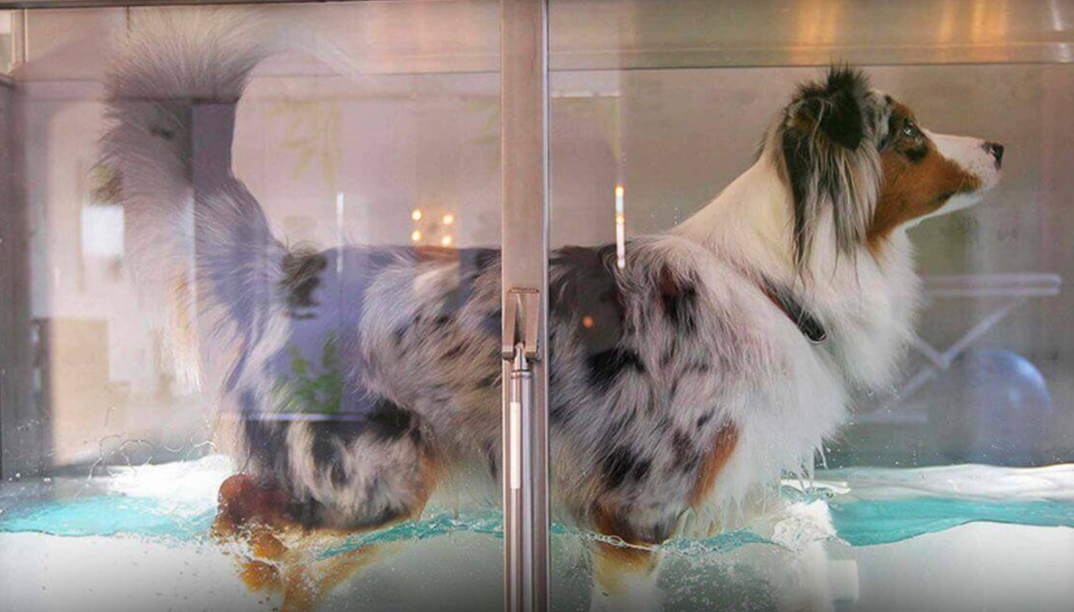 How much is hydrotherapy for dogs? Get the cost breakdown now!