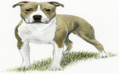 Cute Staffordshire Bull Terrier Dog Names for Your New dog.