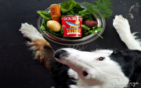 Hills Science Dog Food Ingredients List: Understanding What Your Dog is Eating!