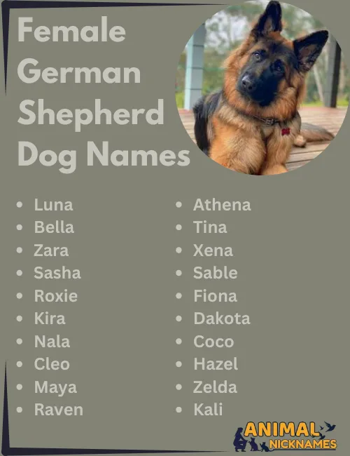 Good Female Dog Names for German Shepherds: Cute & Popular Ideas!