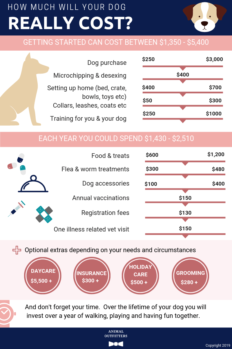 Dog Abortion: How Much Does It Cost? Find Affordable Choices.