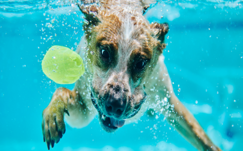 Best Floating Leash for Dogs? Top Picks for Swimming Safety.