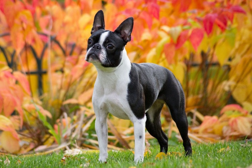 Unique Boston Terrier Dog Names, easy to find here!