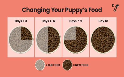 How much to feed my Great Dane puppy? Simple feeding guide!