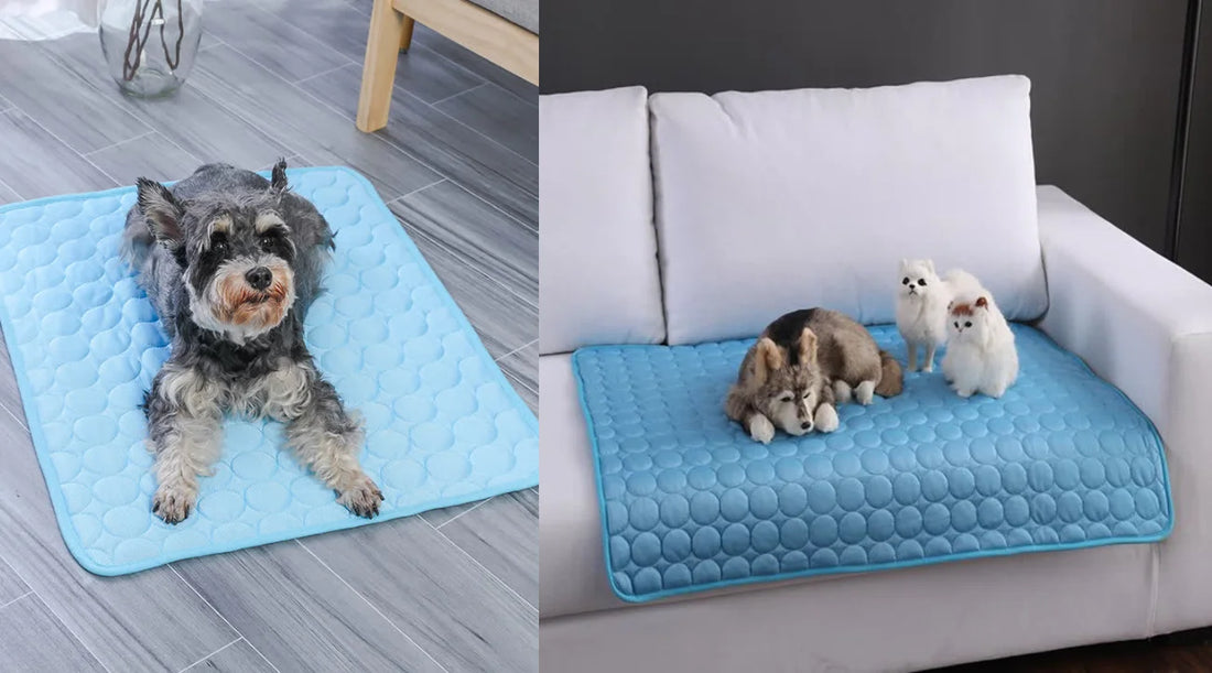 Why do dogs dig on beds and couches? Simple tips to stop it!