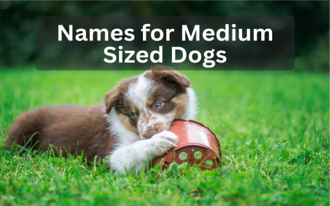 Need a Blue Tick Dog Name? Get Inspired with Our List!