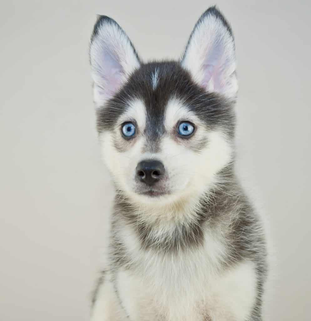 Pomsky Puppy Cost: What to Expect (Simple Budget Guide)