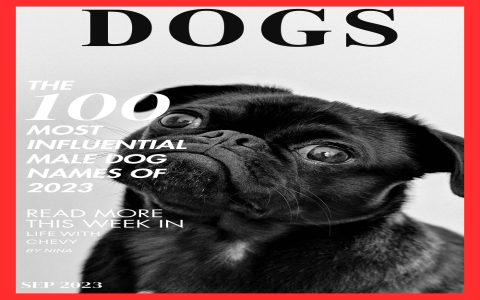 Hunting Dog Names Boy: Cool & Classic Ideas for Your Pup!