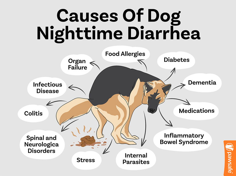 Dog diarrhea at night only? Figure out why and how to help your pup!