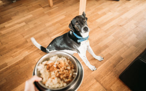 Choosing Dog Food: Fromm vs Purina Pro Plan, Whats the Best Value?