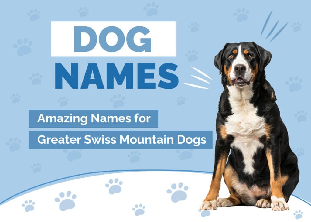 Swiss Names for Dogs: Inspiration from the Alps for 2024!