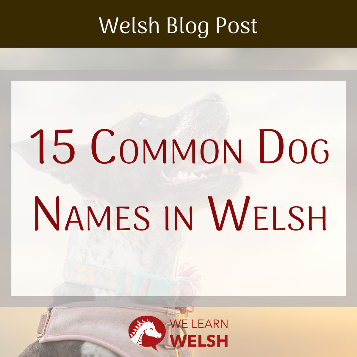 Dog Names in Welsh: Top Picks and Their Meanings.