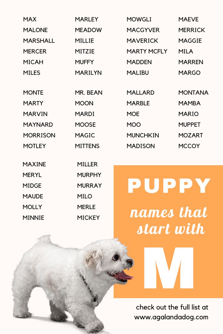 Dog names that start with M for males: Cool and popular ideas for your new puppy!