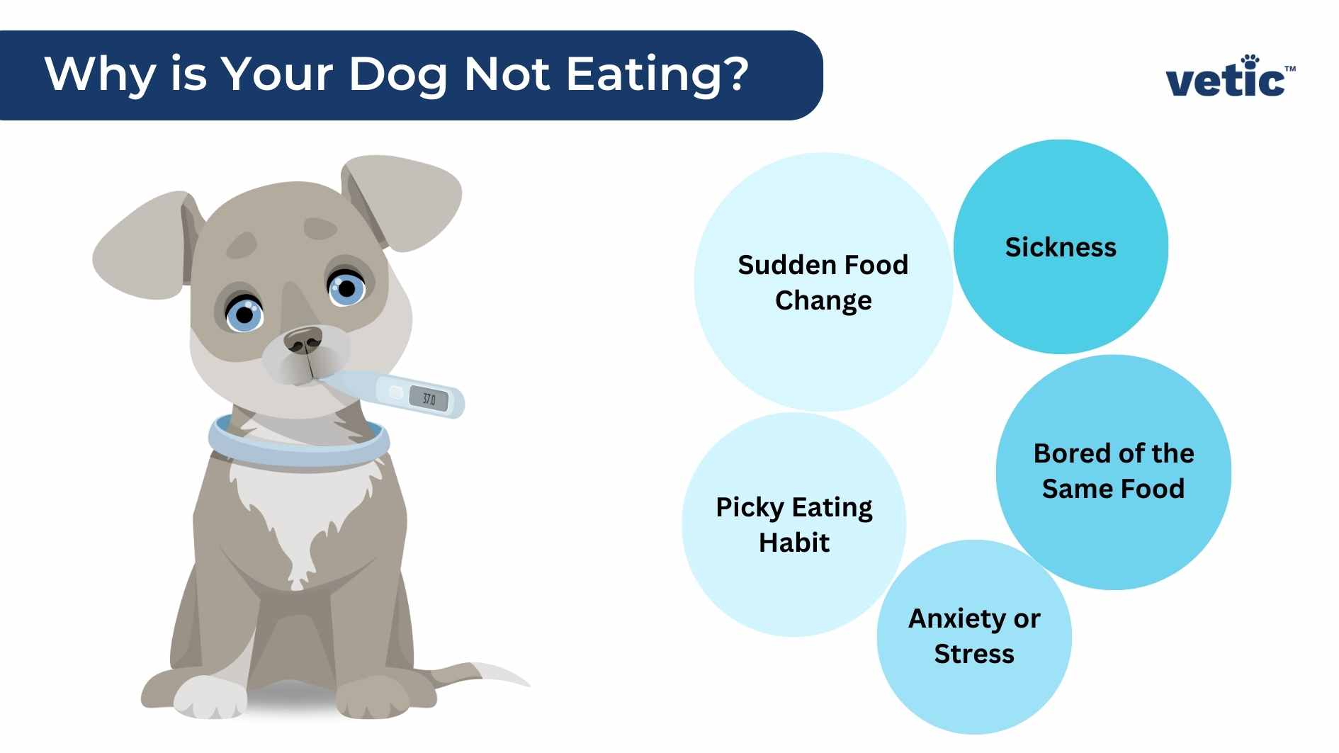 Why Is My Senior Dog Not Eating? Common Causes and Easy Fixes